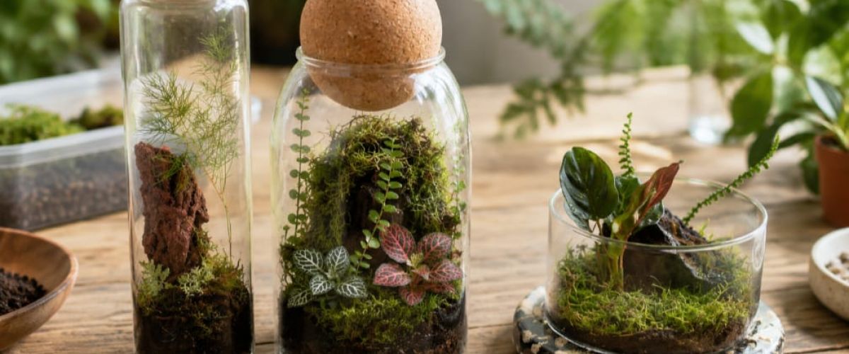 Three glass terrariums with moss, ferns and small plants on a wooden table.
